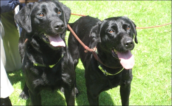 DVD sniffer dogs Lucky and Flo.