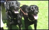 DVD sniffer dogs Lucky and Flo.