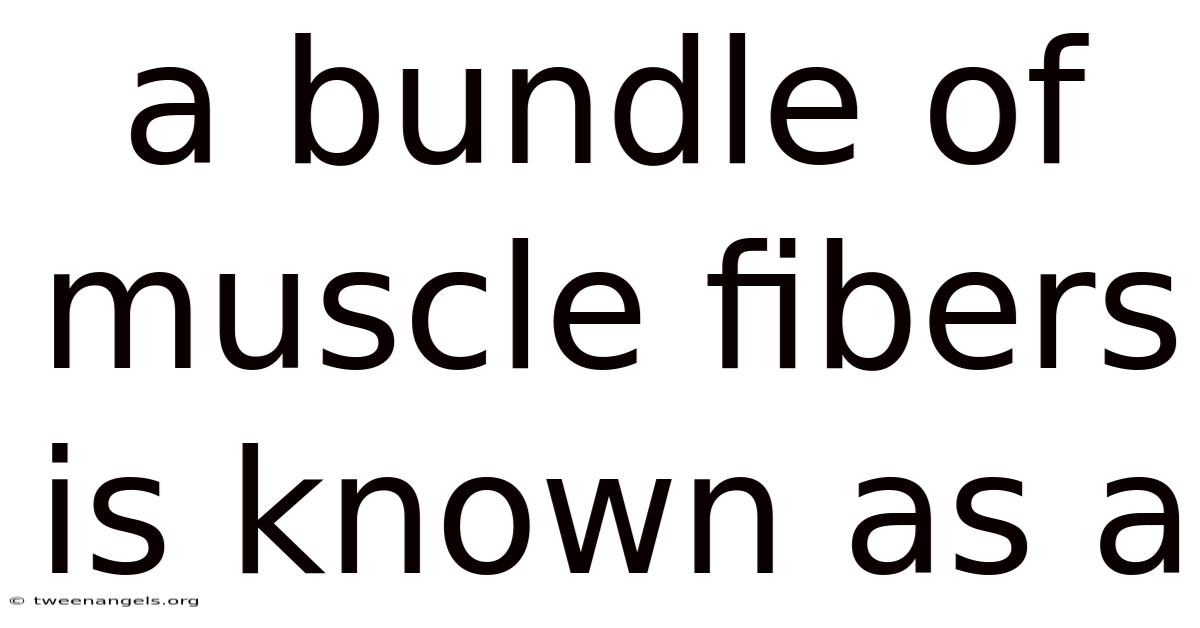 A Bundle Of Muscle Fibers Is Known As A