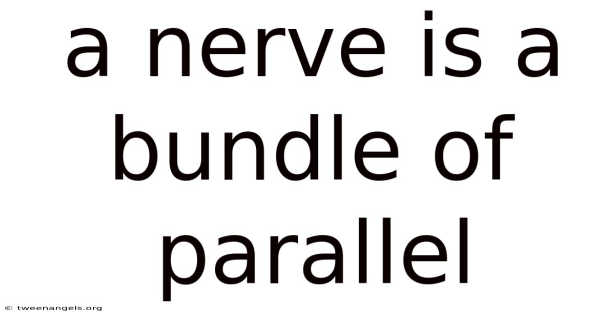 A Nerve Is A Bundle Of Parallel