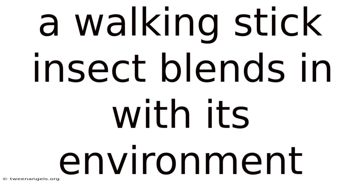 A Walking Stick Insect Blends In With Its Environment