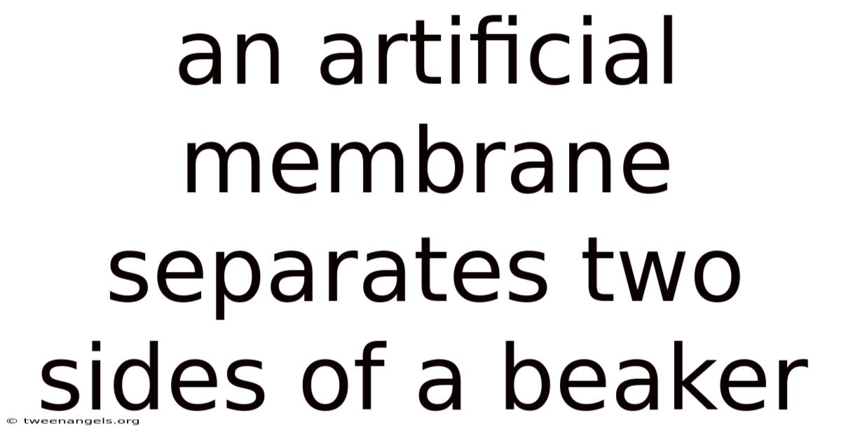 An Artificial Membrane Separates Two Sides Of A Beaker