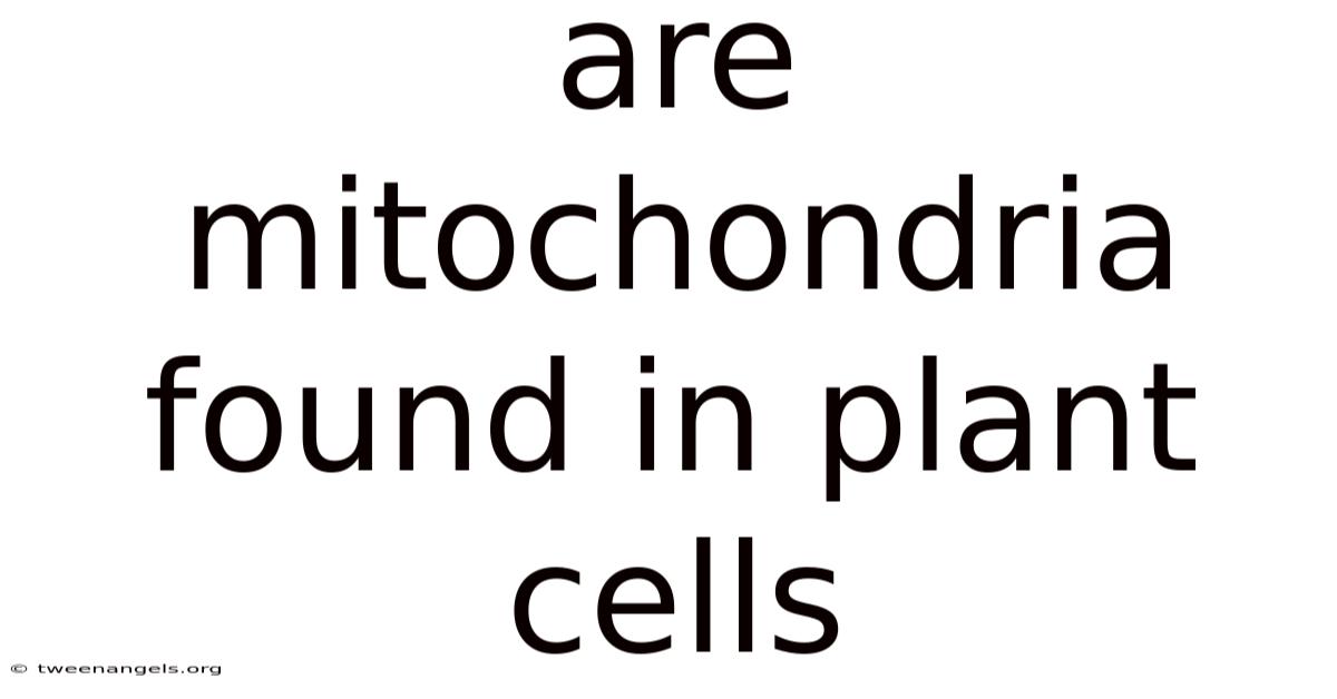 Are Mitochondria Found In Plant Cells