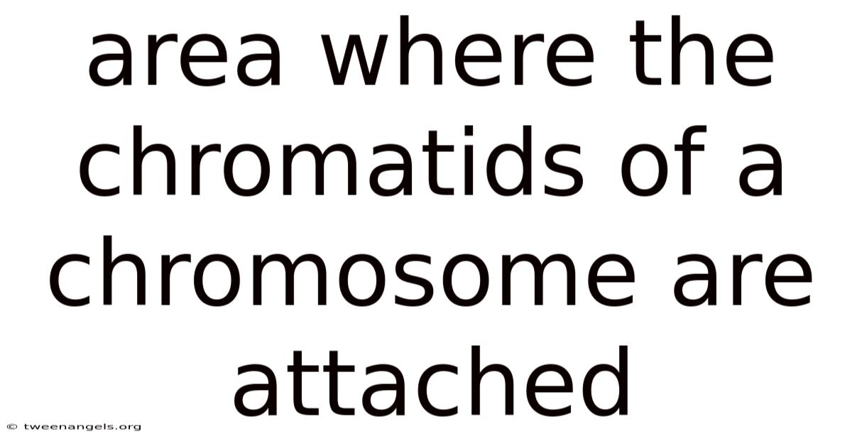 Area Where The Chromatids Of A Chromosome Are Attached