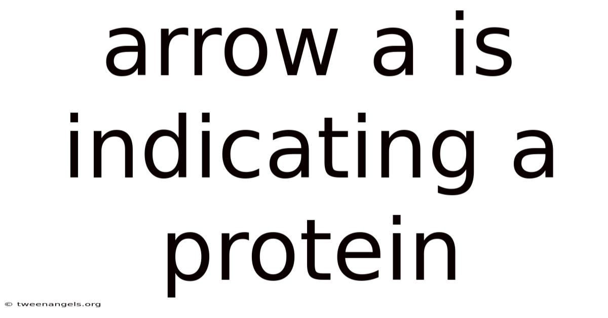 Arrow A Is Indicating A Protein