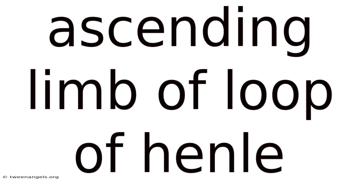 Ascending Limb Of Loop Of Henle
