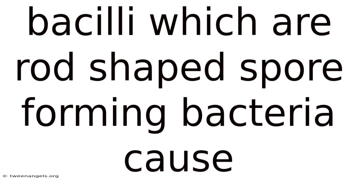 Bacilli Which Are Rod Shaped Spore Forming Bacteria Cause