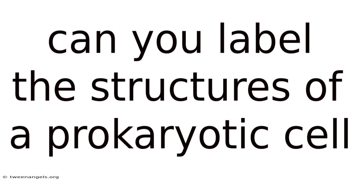 Can You Label The Structures Of A Prokaryotic Cell