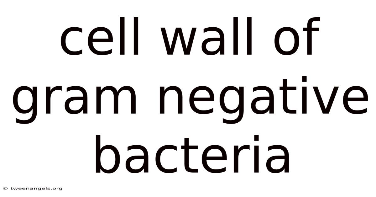 Cell Wall Of Gram Negative Bacteria