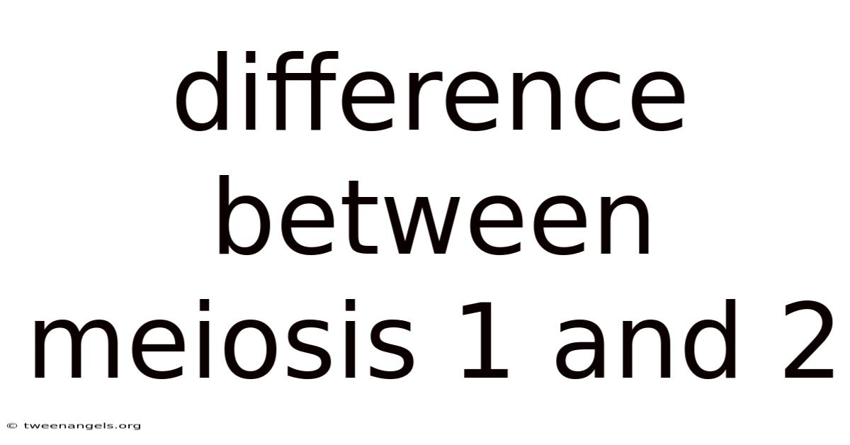 Difference Between Meiosis 1 And 2