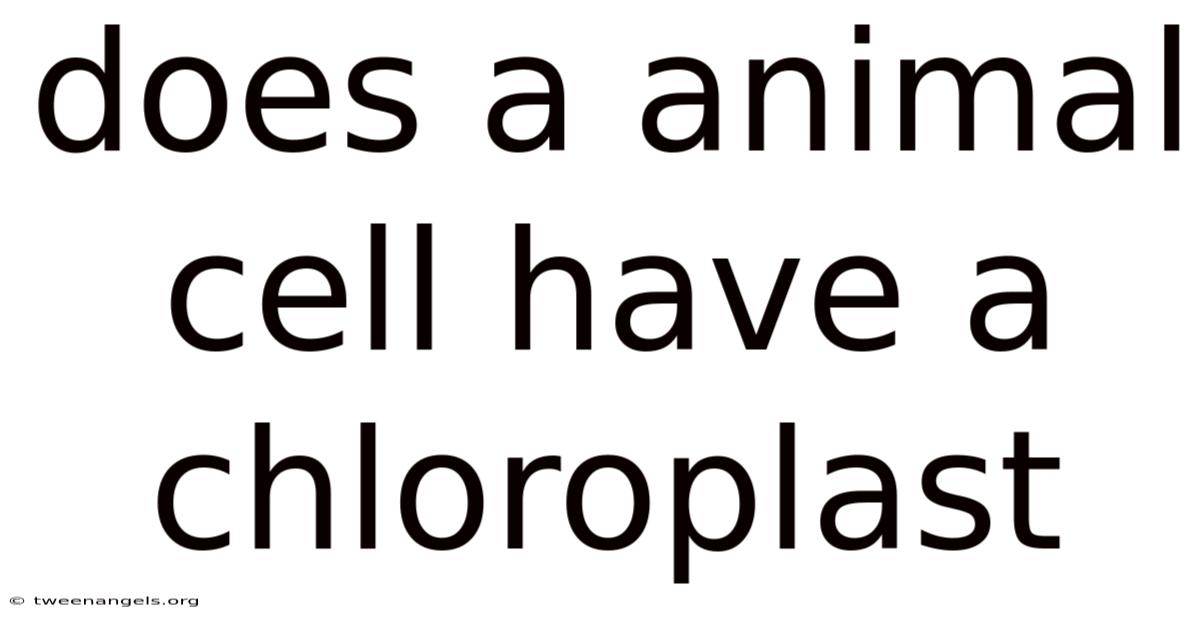 Does A Animal Cell Have A Chloroplast