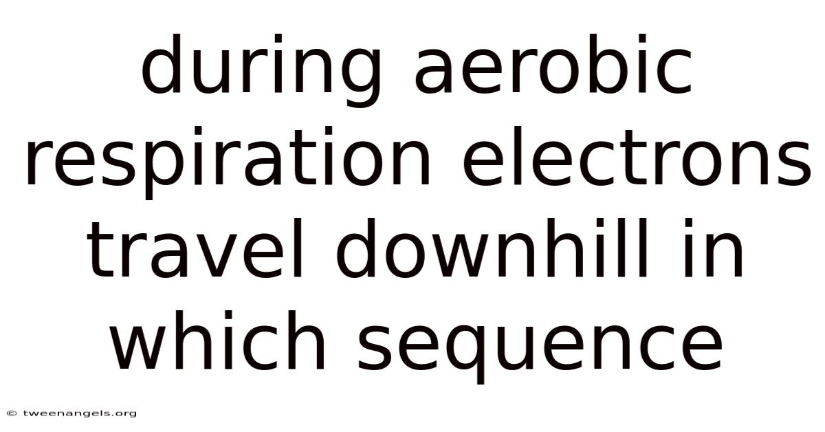 During Aerobic Respiration Electrons Travel Downhill In Which Sequence