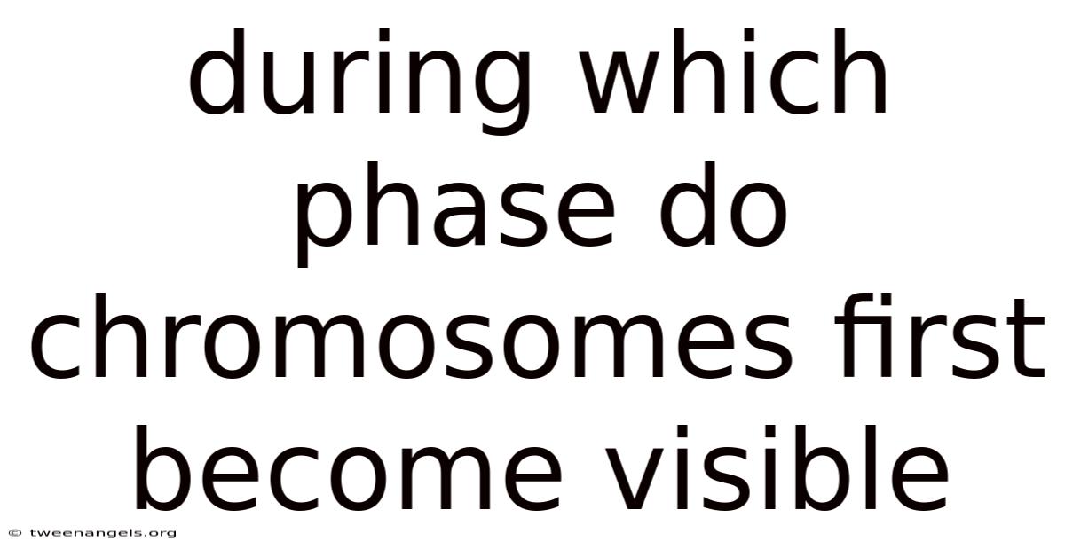 During Which Phase Do Chromosomes First Become Visible