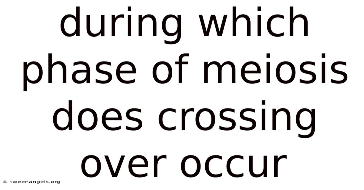 During Which Phase Of Meiosis Does Crossing Over Occur