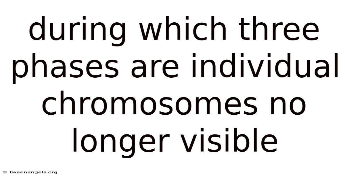 During Which Three Phases Are Individual Chromosomes No Longer Visible