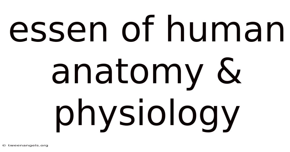 Essen Of Human Anatomy & Physiology