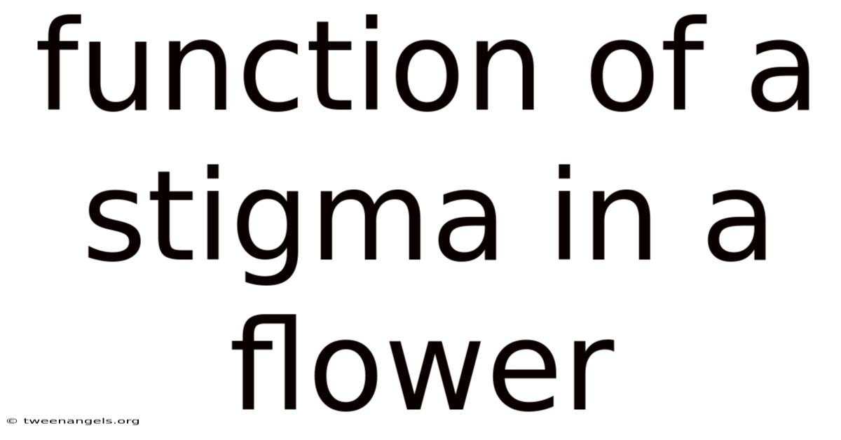 Function Of A Stigma In A Flower