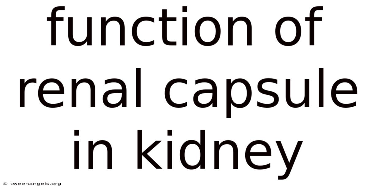 Function Of Renal Capsule In Kidney