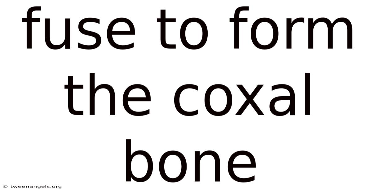 Fuse To Form The Coxal Bone