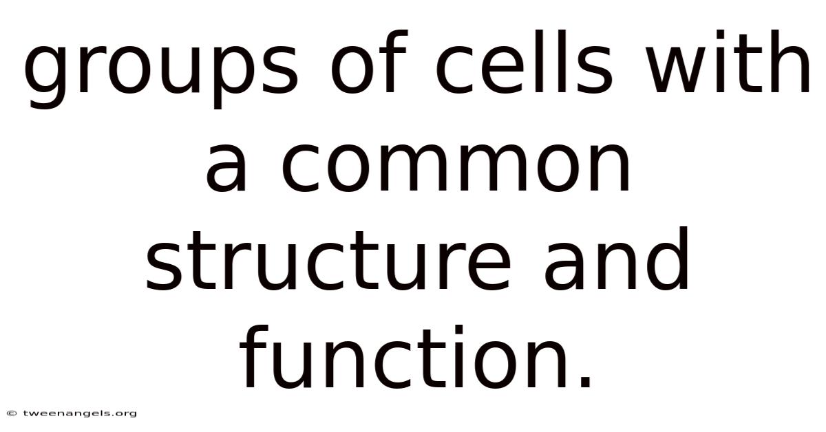 Groups Of Cells With A Common Structure And Function.