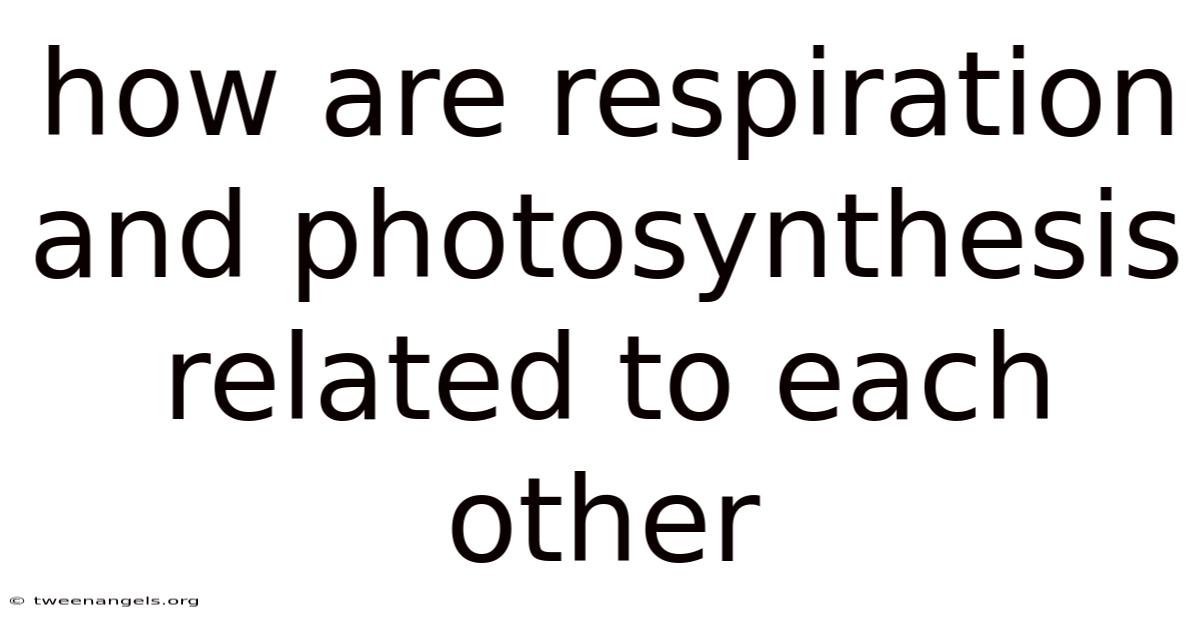 How Are Respiration And Photosynthesis Related To Each Other