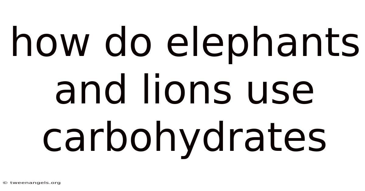 How Do Elephants And Lions Use Carbohydrates