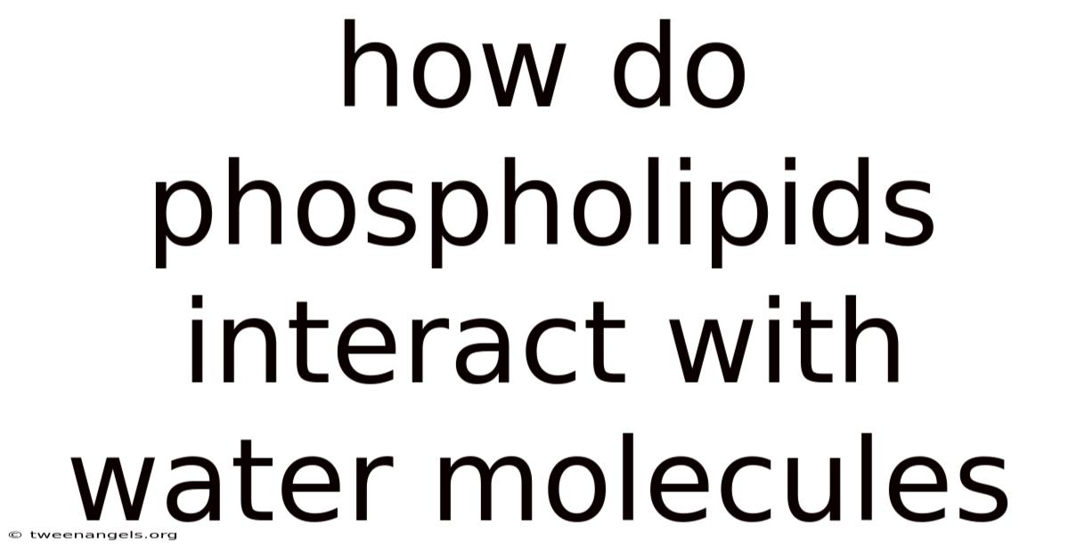 How Do Phospholipids Interact With Water Molecules