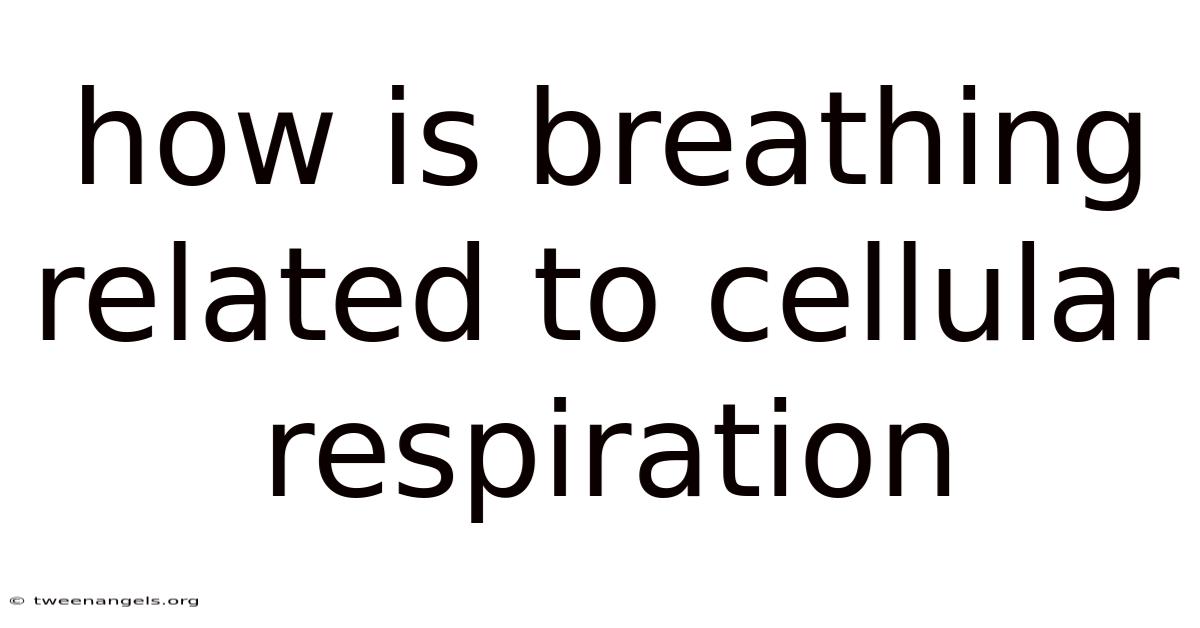 How Is Breathing Related To Cellular Respiration