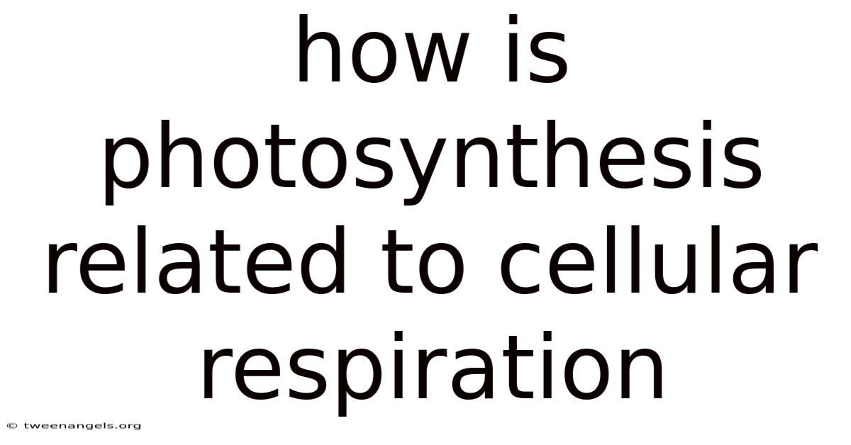 How Is Photosynthesis Related To Cellular Respiration