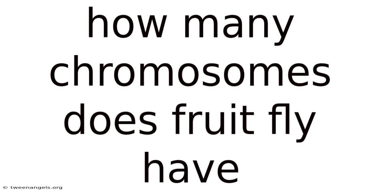 How Many Chromosomes Does Fruit Fly Have