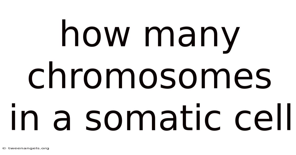 How Many Chromosomes In A Somatic Cell