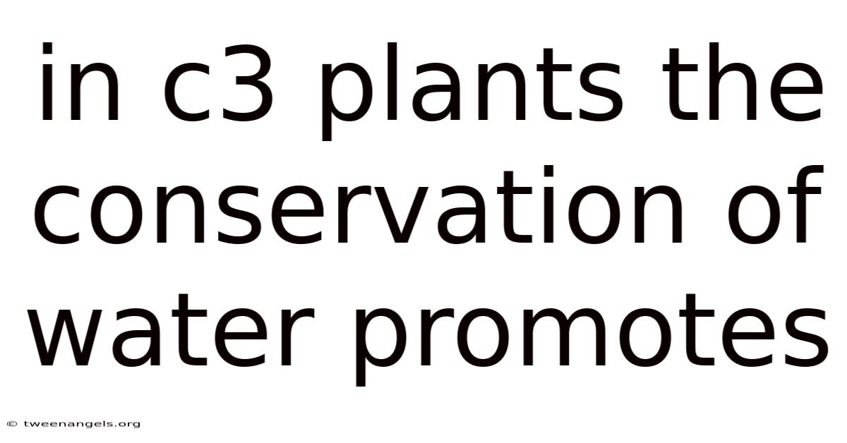 In C3 Plants The Conservation Of Water Promotes