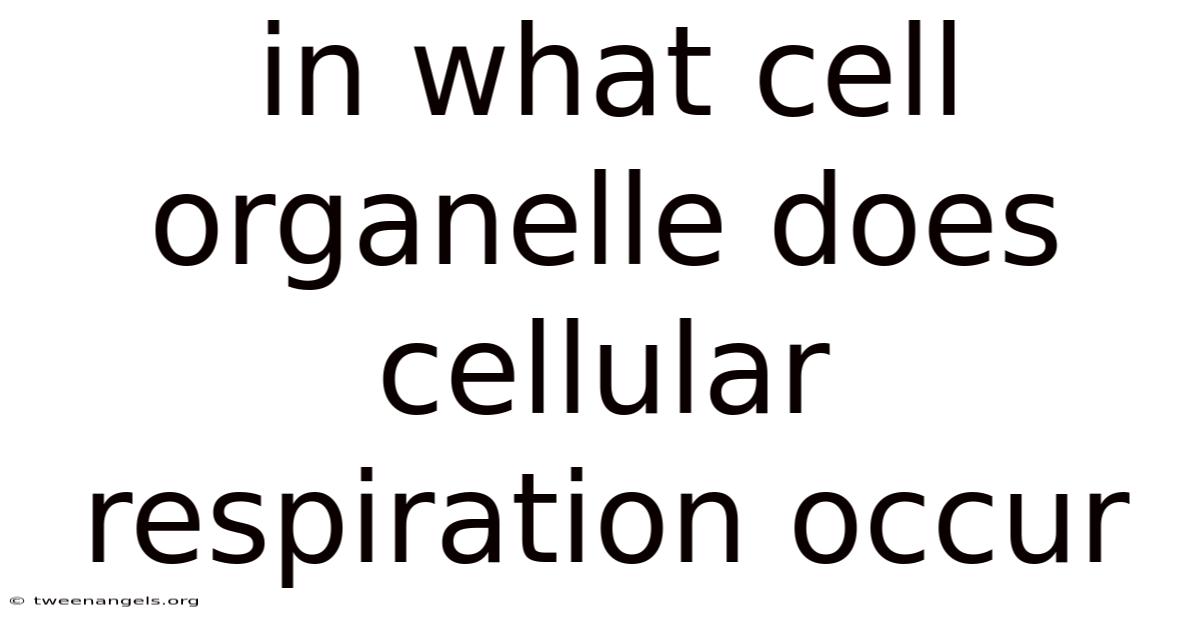 In What Cell Organelle Does Cellular Respiration Occur