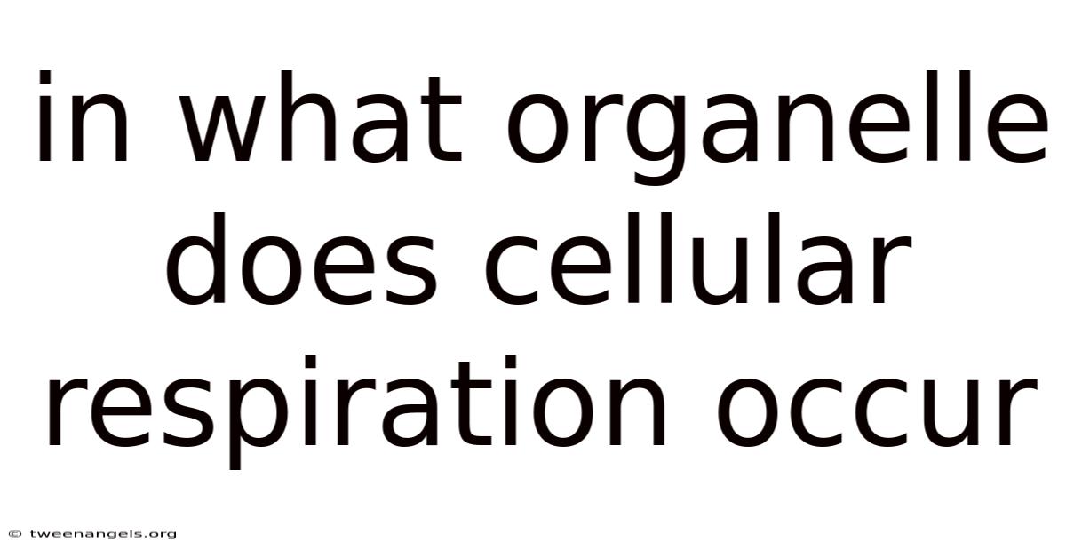 In What Organelle Does Cellular Respiration Occur
