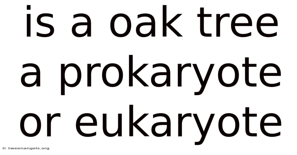 Is A Oak Tree A Prokaryote Or Eukaryote