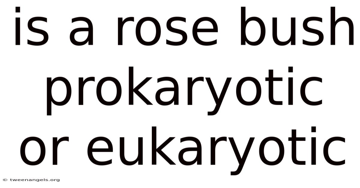 Is A Rose Bush Prokaryotic Or Eukaryotic
