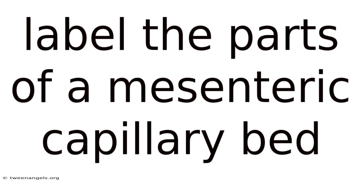Label The Parts Of A Mesenteric Capillary Bed