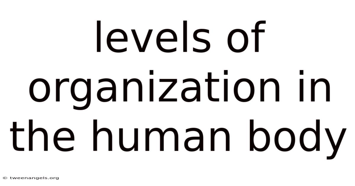 Levels Of Organization In The Human Body