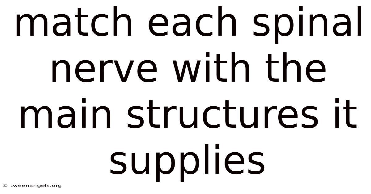 Match Each Spinal Nerve With The Main Structures It Supplies