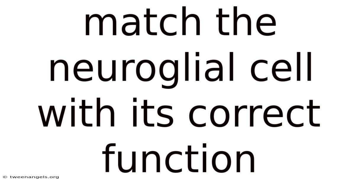 Match The Neuroglial Cell With Its Correct Function