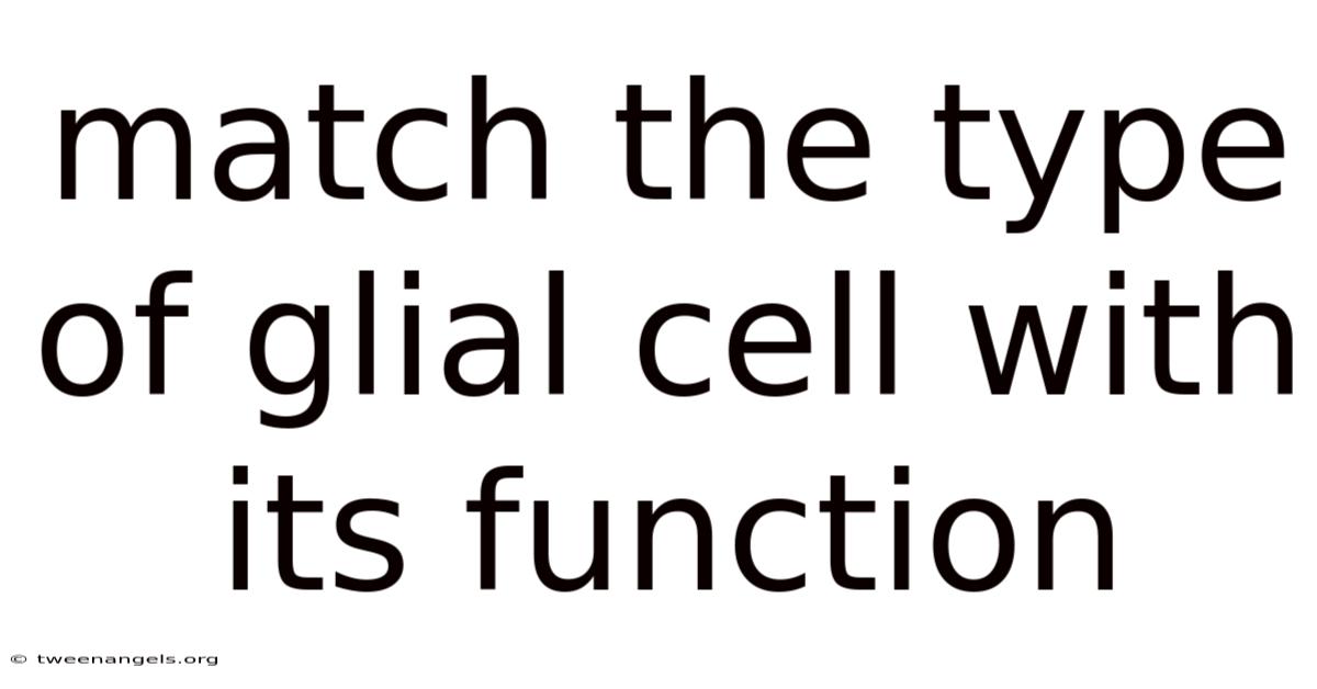 Match The Type Of Glial Cell With Its Function