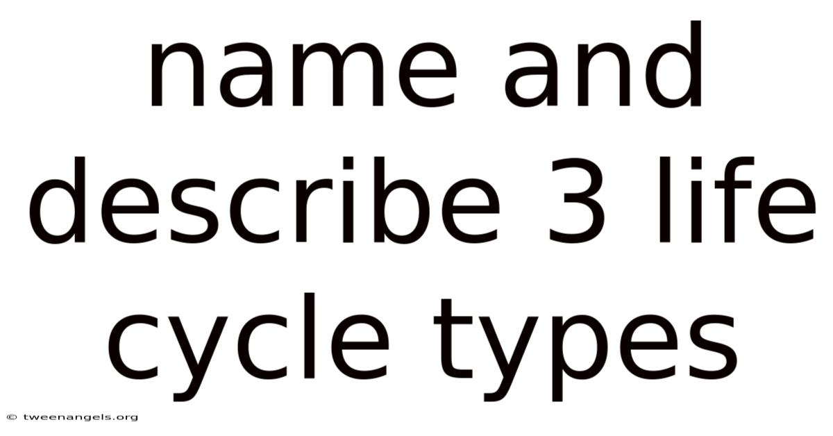 Name And Describe 3 Life Cycle Types