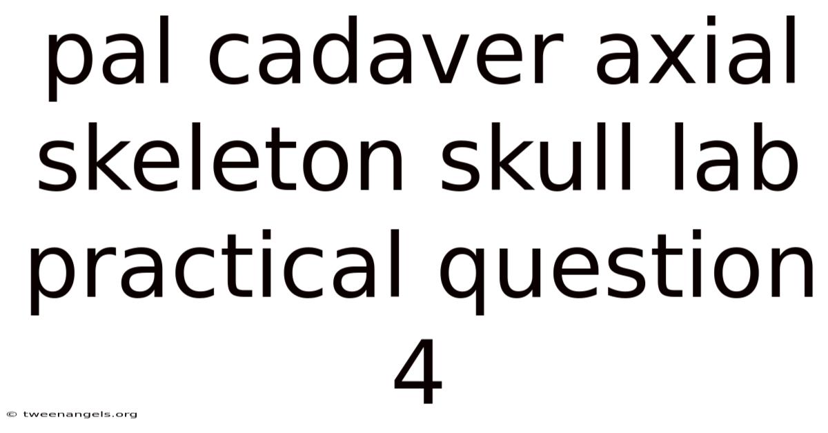 Pal Cadaver Axial Skeleton Skull Lab Practical Question 4