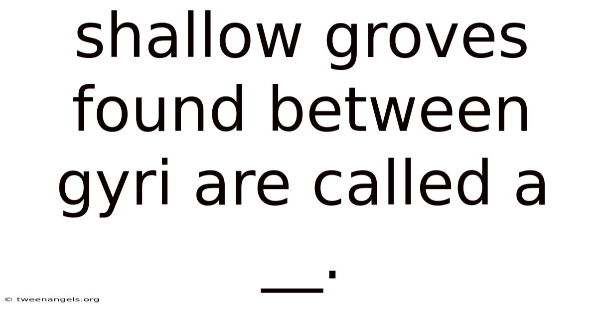 Shallow Groves Found Between Gyri Are Called A __.