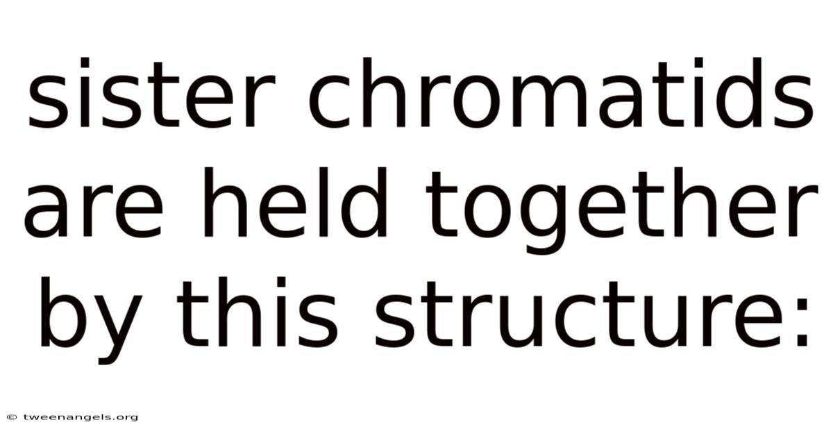 Sister Chromatids Are Held Together By This Structure: