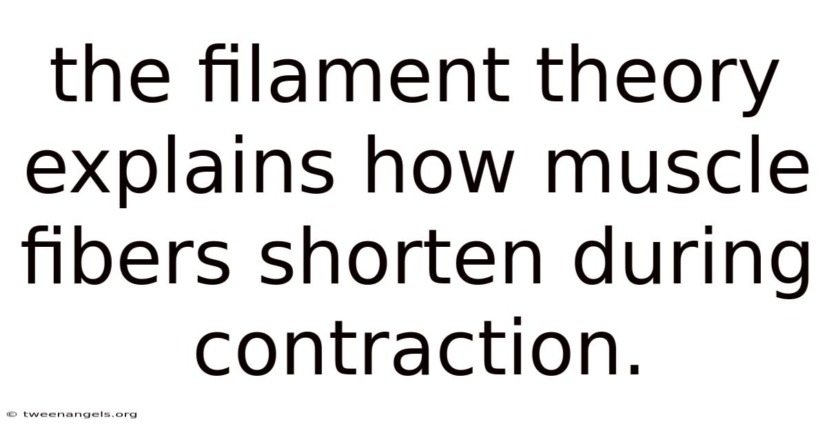 The Filament Theory Explains How Muscle Fibers Shorten During Contraction.