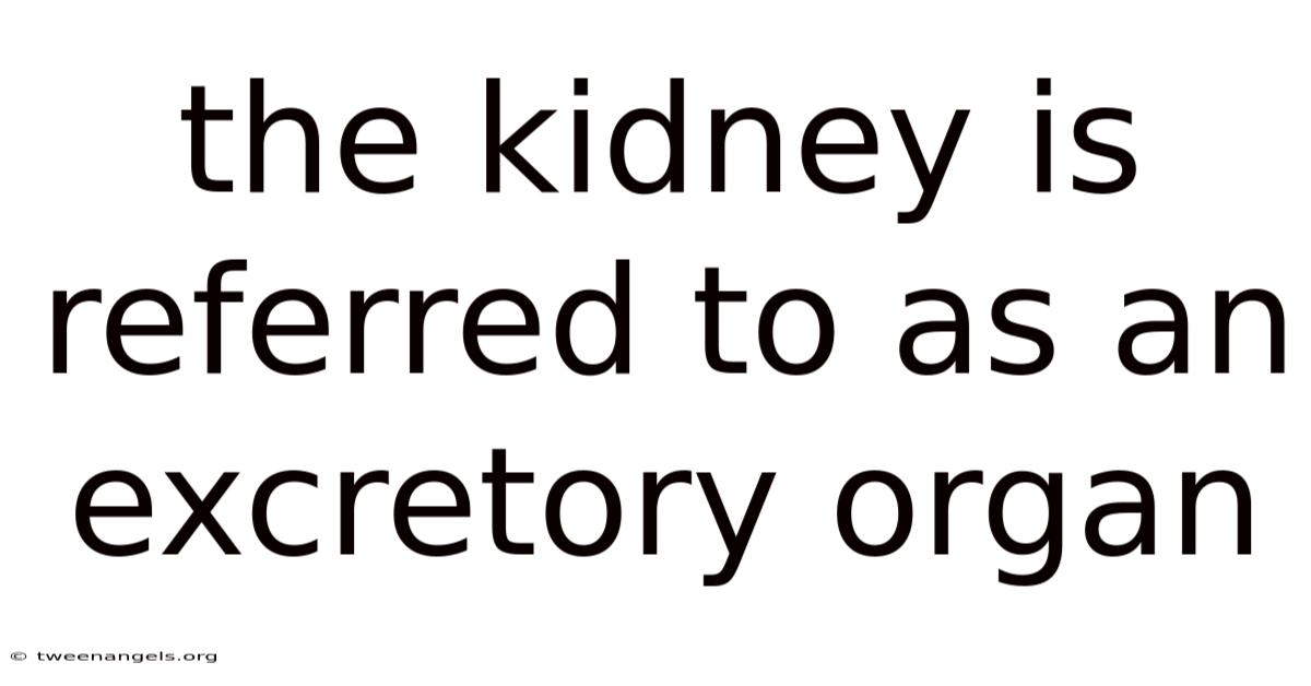 The Kidney Is Referred To As An Excretory Organ