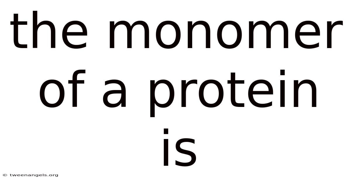 The Monomer Of A Protein Is