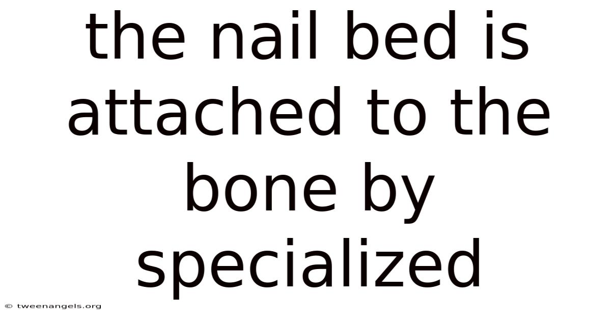 The Nail Bed Is Attached To The Bone By Specialized