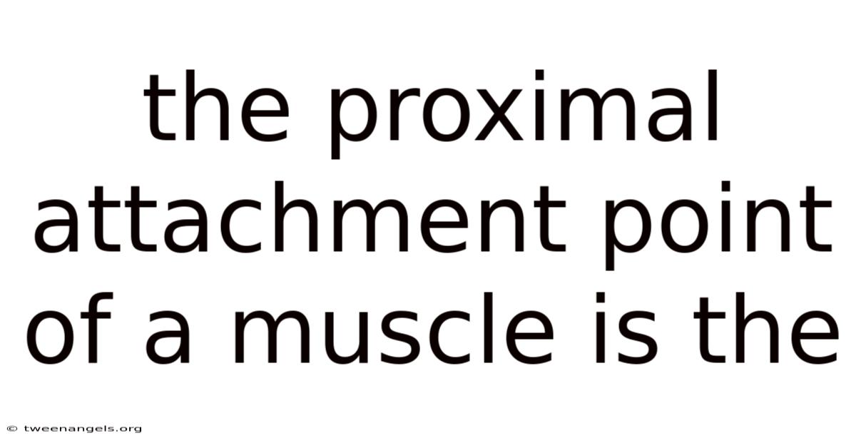 The Proximal Attachment Point Of A Muscle Is The
